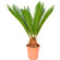 Cycas Palm Tree in a pot